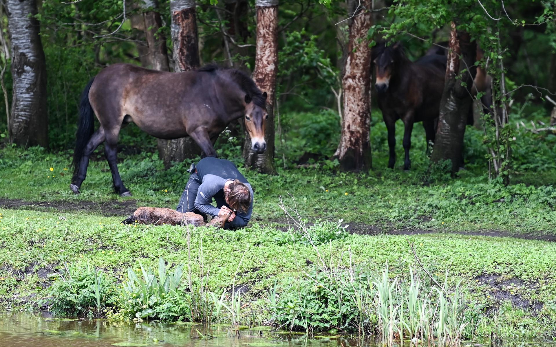 Konikveulentje Raakt Te Water In Het Drevenbos In Hoogezand Omstander 